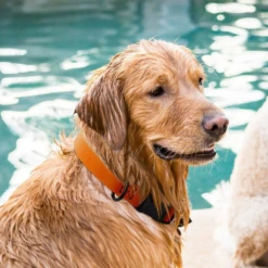 Dogline Biothane Waterproof Dog Collar With Quick Release Buckle Pink 11 Dogline Biothane Waterproof Dog Collar With Quick Release Buckle Pink -Mutts And Co-us 1DoglineBiothaneWaterproofDogCollarwithQuickReleaseBuckle