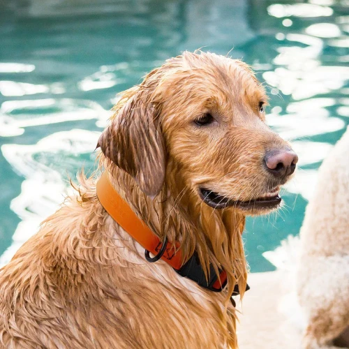 Dogline Biothane Waterproof Dog Collar With Quick Release Buckle Pink 7 Dogline Biothane Waterproof Dog Collar With Quick Release Buckle Pink - Image 5