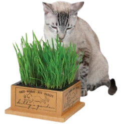 SmartCat Kitty's Garden Grass Box 9 SmartCat Kitty's Garden Grass Box -Mutts And Co-us 20479 5fb41c497214c0.76565064 Pioneer 20Pet 20Products 20Kitty 20Garden