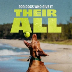 Benebone Bounce Natural Rubber Ball Fetch Dog Toy -Mutts And Co-us 2BeneboneBounceNaturalRubberBallFetchDogToy