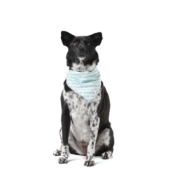 The Paws It's My Birthday Dog Bandana Blue -Mutts And Co-us 2ThePawsIt sMyBirthdayDogBandanaBlue