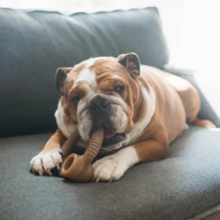 Benebone Bacon Flavored Ring Dog Chew Toy -Mutts And Co-us 3BeneboneRingDogChewToy 1