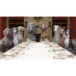 Fromm Gold Adult Dog Food -Mutts And Co-us 3FrommGoldAdultDogFood