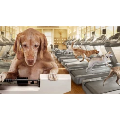 Fromm Gold Weight Management Dog Food 7 Fromm Gold Weight Management Dog Food -Mutts And Co-us 3FrommGoldWeightManagementDogFood