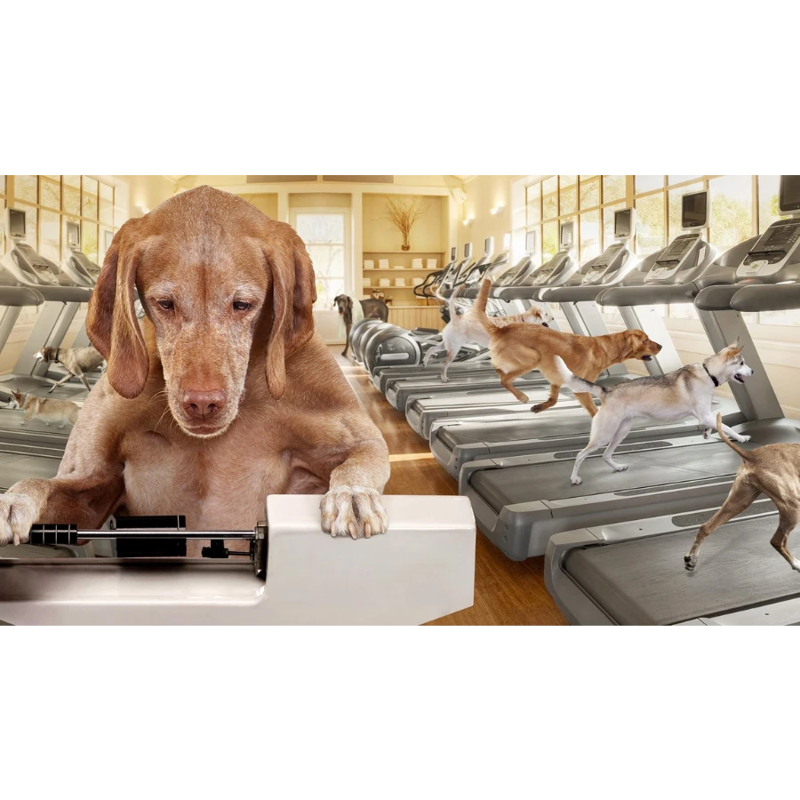 Fromm Gold Weight Management Dog Food 5 Fromm Gold Weight Management Dog Food - Image 3