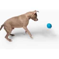 Jolly Pets Dipper Dog Toy Blue 9 Jolly Pets Dipper Dog Toy Blue -Mutts And Co-us 3JollyPetsDipperDogToyBlue