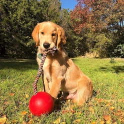 Jolly Pets Romp-N-Roll Red -Mutts And Co-us 3JollyPetsRomp N RollRed