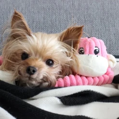 ZippyPaws Spencer The Crinkle Monkey Dog Toy, Pink, Small 7 ZippyPaws Spencer The Crinkle Monkey Dog Toy, Pink, Small -Mutts And Co-us 3ZippyPawsCrinkleMonkeyDogToy Pink Small e3640ac6 bbd6 4598 b8c3 4ec4ad3e168f