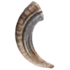 Icelandic+ Lamb Horn 6.5" - 7.3" Bulk Dog Chew -Mutts And Co-us 42416 60ad47fbbc4212.40598996 Icelandic 2B 20Lamb 20Horn