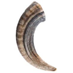 Icelandic+ Lamb Horn 6.5" - 7.3" Bulk Dog Chew