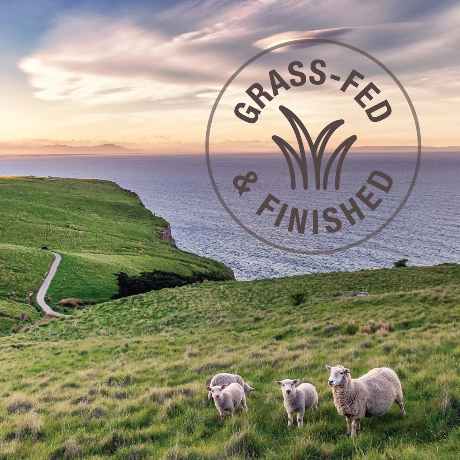 K9 Natural Hoki & Beef Feast Raw Grain-Free Freeze-Dried Dog Food 7 K9 Natural Hoki & Beef Feast Raw Grain-Free Freeze-Dried Dog Food - Image 5