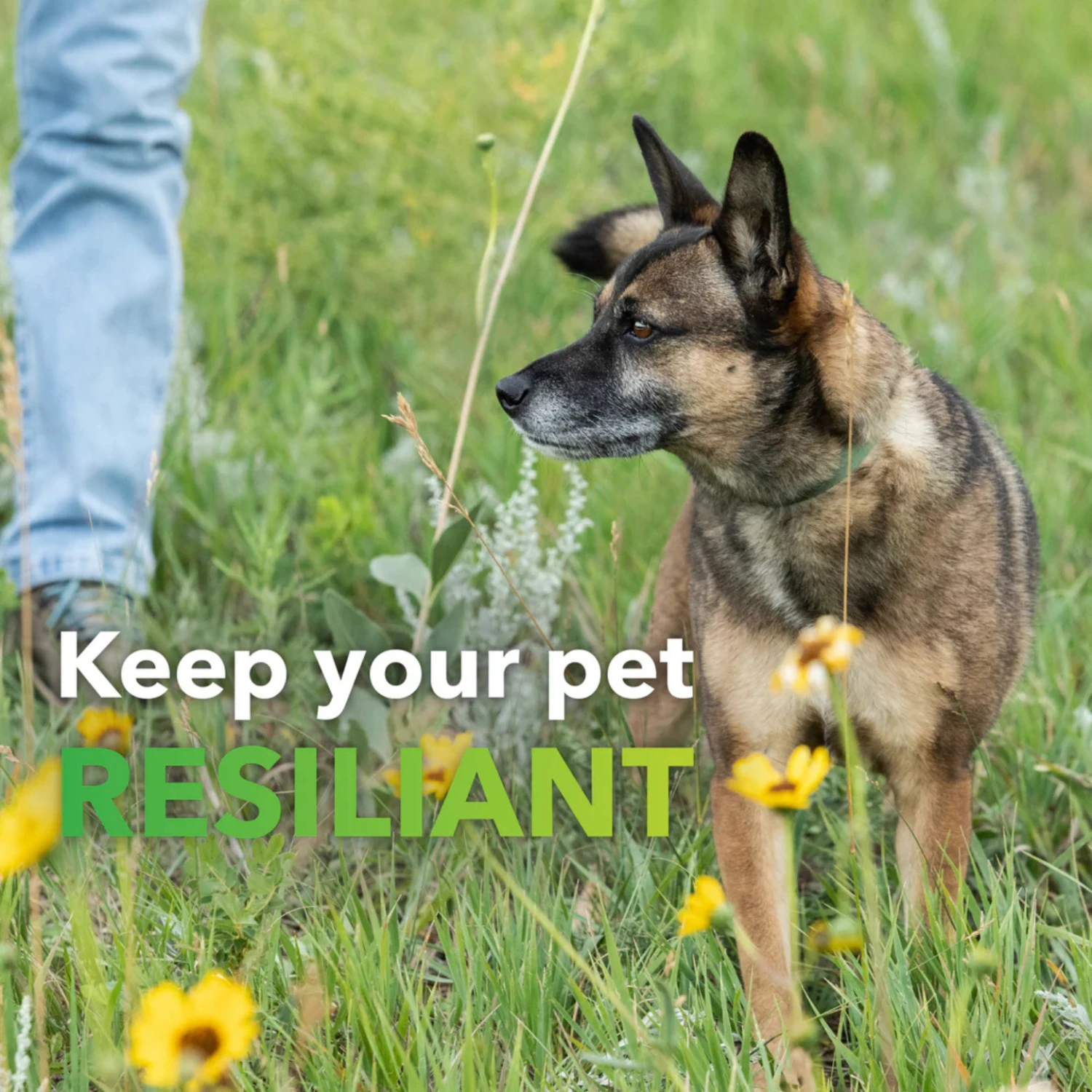 InClover Allergy Supplement For Dogs + Cats (BioResiliant) 8 InClover Allergy Supplement For Dogs + Cats (BioResiliant) - Image 6