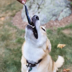 Oma's Pride Whole Sardine Raw Frozen Dog & Cat Food -Mutts And Co-us 6Oma sPrideWholeSardineRawFrozenDog CatFood