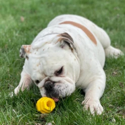 Project Hive Pet Company Dog Chew Toy, Small -Mutts And Co-us CopyofProjectHiveDogChewToy Small 0334fb9d c663 4212 bc27 a804980de87a