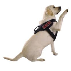 Dogline Removeable 3D Patches - Set Of 2 "Do Not Pet" 9 Dogline Removeable 3D Patches - Set Of 2 "Do Not Pet" -Mutts And Co-us DoglineRemoveable3DRubberPatches Setof2 DoNotPet