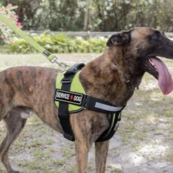 Dogline Removeable 3D Patches - Set Of 2 "Service Dog" 9 Dogline Removeable 3D Patches - Set Of 2 "Service Dog" -Mutts And Co-us DoglineRemoveable3DRubberPatchesSetof2 ServiceDog 1