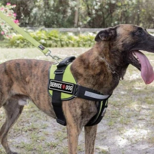 Dogline Removeable 3D Patches - Set Of 2 "Service Dog" 5 Dogline Removeable 3D Patches - Set Of 2 "Service Dog" - Image 3