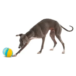 Guru Rock 'N Treat Dispensing Dog Toy, Medium 7 Guru Rock 'N Treat Dispensing Dog Toy, Medium -Mutts And Co-us GuruRock NTreatDispensingDogToy Medium3