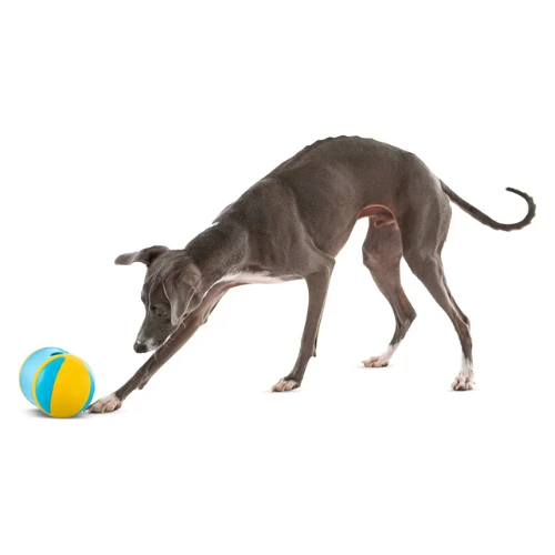 Guru Rock 'N Treat Dispensing Dog Toy, Medium 5 Guru Rock 'N Treat Dispensing Dog Toy, Medium - Image 3