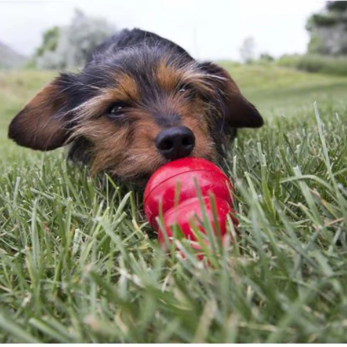 Kong Stuff'N Easy Treat Liver Recipe, 8oz 5 Kong Stuff'N Easy Treat Liver Recipe, 8oz - Image 3