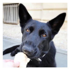 Oma's Pride Chicken Breast Chunks Freeze-Dried Dog & Cat Food 6 Oma's Pride Chicken Breast Chunks Freeze-Dried Dog & Cat Food - Image 4