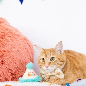 Pearhead Happy Purrday Cat Hat And Bowtie Set 8 Pearhead Happy Purrday Cat Hat And Bowtie Set - Image 6