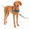 PetSafe Easy Walk Dog Harness Blue -Mutts And Co-us PetSafeEasyWalkDogHarnessBlue 1