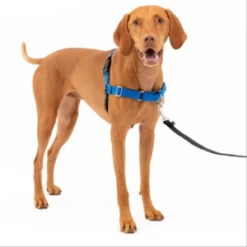 PetSafe Easy Walk Dog Harness Blue