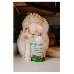 Shameless Pets Crunchy Catnip N Chill Cat Treats, 2.5oz 19 Shameless Pets Crunchy Catnip N Chill Cat Treats, 2.5oz -Mutts And Co-us ShamelessPetsCrunchyCatnipNChillCatTreats 2.5oz