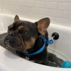 Tall Tails Dog Bath Leash 8 Tall Tails Dog Bath Leash -Mutts And Co-us TallTailsDogBathLeash 1