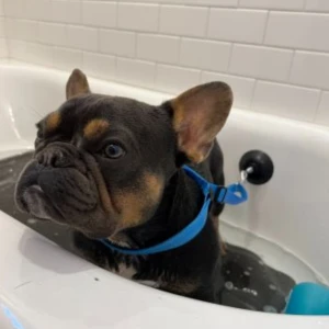 Tall Tails Dog Bath Leash 5 Tall Tails Dog Bath Leash - Image 3