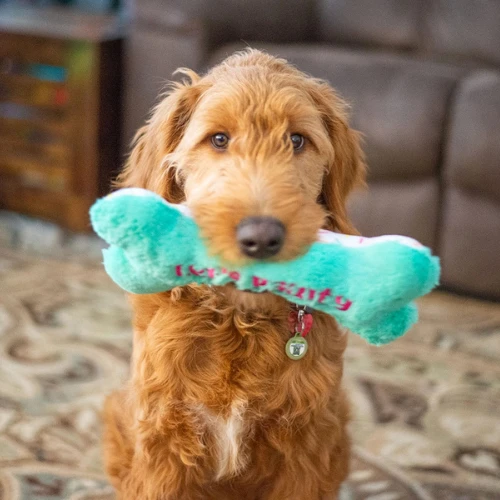 Thoozypet Birthday Bone Plush Dog Toy 5 Thoozypet Birthday Bone Plush Dog Toy - Image 3