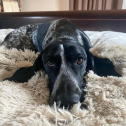 Tall Tails Waterproof Blanket 40x60 -Mutts And Co-us Untitleddesign 1