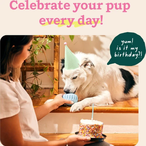 Woof Pet Pupsicle Birthday Buddy Blue Dog Toy 8 Woof Pet Pupsicle Birthday Buddy Blue Dog Toy - Image 6