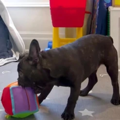 FoufouBRANDS Hide 'n Seek Cube Dog Puzzle Toy 22 FoufouBRANDS Hide 'n Seek Cube Dog Puzzle Toy -Mutts And Co-us foufouBRANDSHide nSeekCubeDogPuzzleToy 1