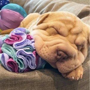 FoufouBRANDS Hide 'n Seek Snuffle Balls Dog Puzzle Toy 8 FoufouBRANDS Hide 'n Seek Snuffle Balls Dog Puzzle Toy - Image 6