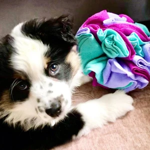 FoufouBRANDS Hide 'n Seek Snuffle Balls Dog Puzzle Toy 7 FoufouBRANDS Hide 'n Seek Snuffle Balls Dog Puzzle Toy - Image 5